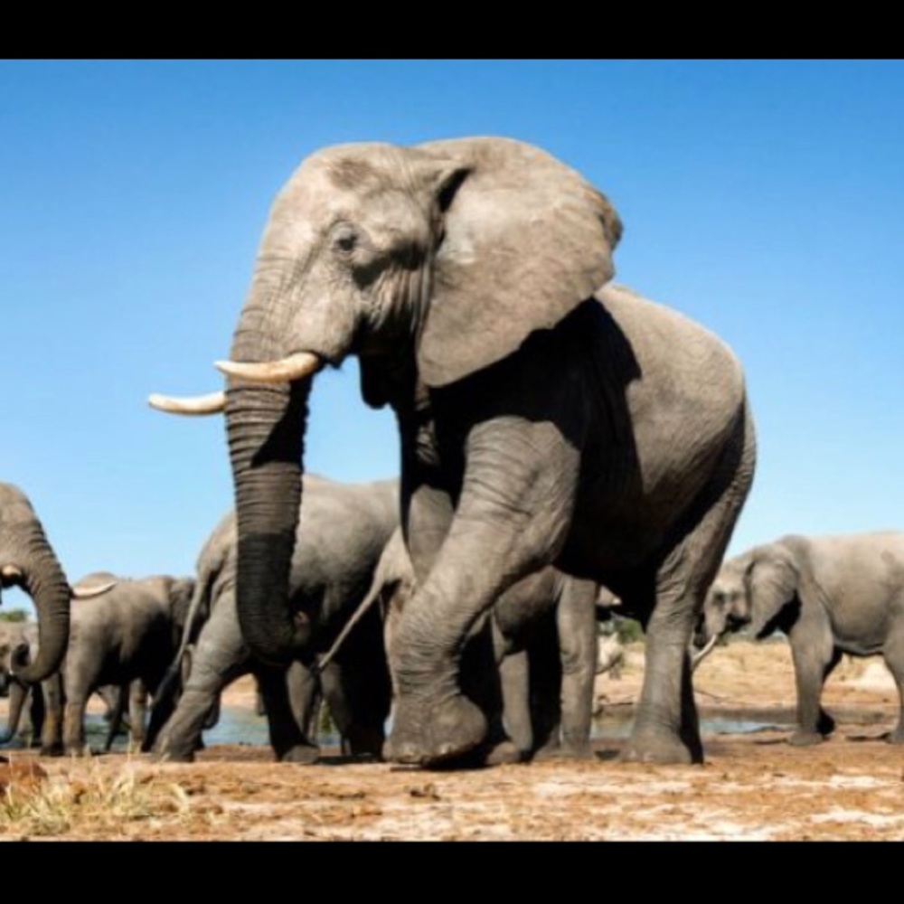 Meet your Posher, Marion